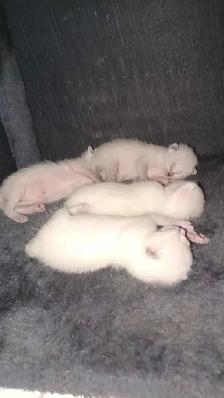 LAST MALE SIAMESE KITTEN