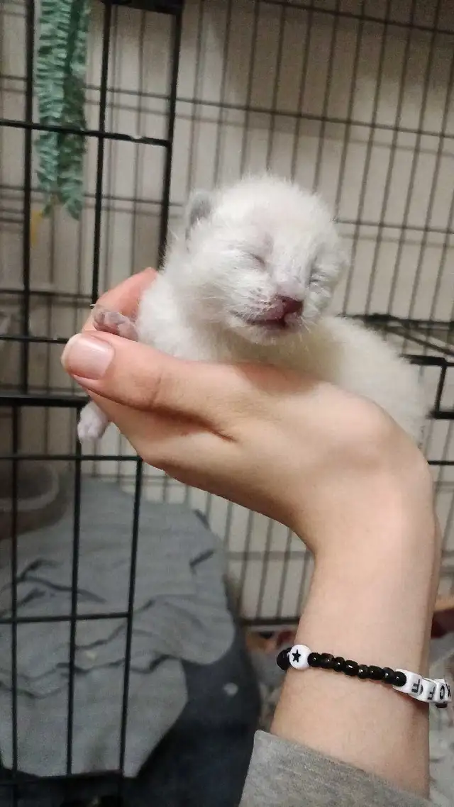 LAST MALE SIAMESE KITTEN - Photo 2