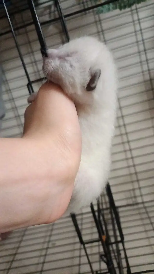 LAST MALE SIAMESE KITTEN - Photo 3