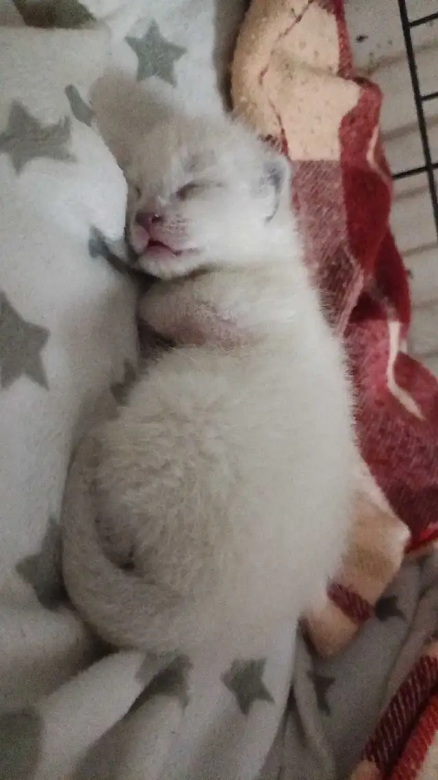 LAST MALE SIAMESE KITTEN - Photo 4