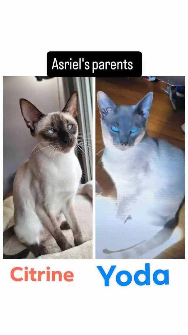 LAST MALE SIAMESE KITTEN - Photo 5