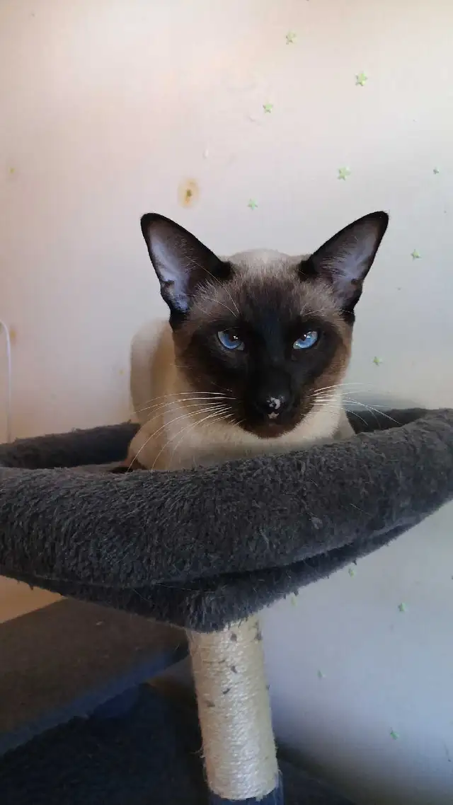 LAST MALE SIAMESE KITTEN - Photo 6