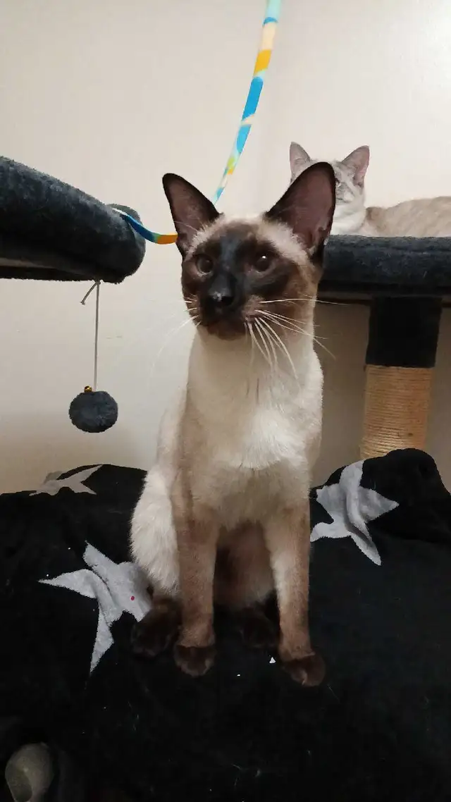 LAST MALE SIAMESE KITTEN - Photo 7