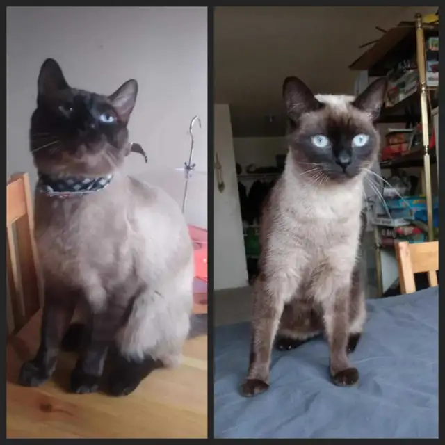 LAST MALE SIAMESE KITTEN - Photo 8