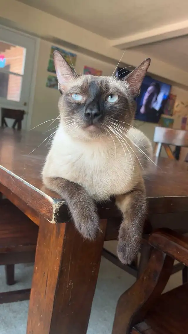 LAST MALE SIAMESE KITTEN - Photo 9