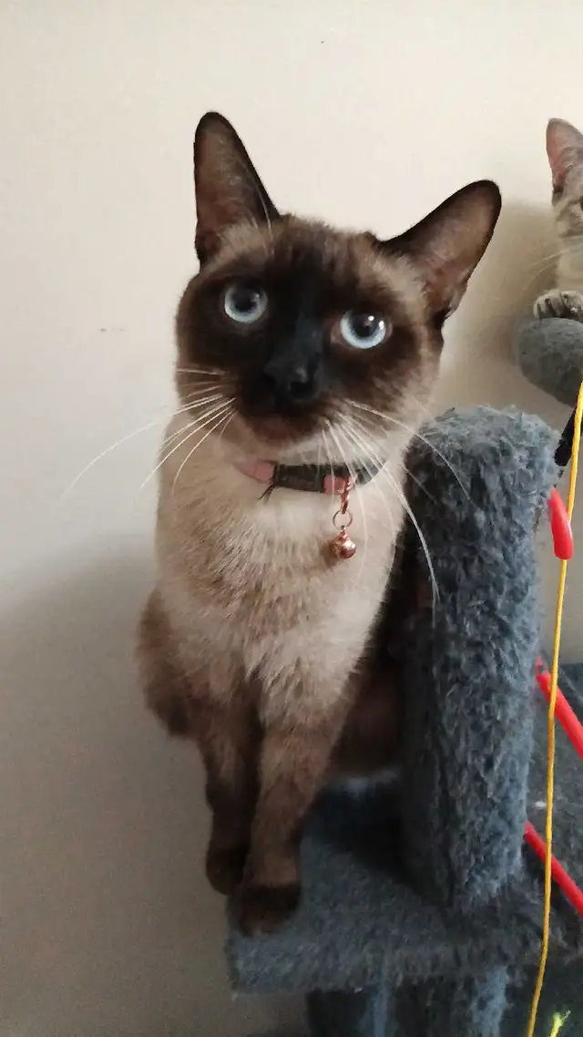 LAST MALE SIAMESE KITTEN - Photo 10