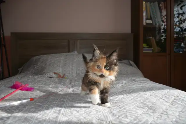 MAINE COON KITTENS' PUREBRED