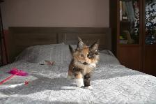 MAINE COON KITTENS' PUREBRED