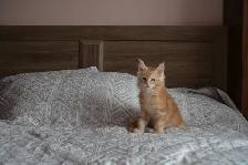 MAINE COON KITTENS' PUREBRED - Photo 4