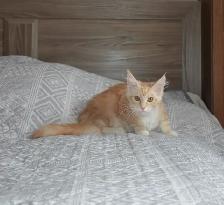 MAINE COON KITTENS' PUREBRED - Photo 5