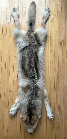 Tanned Wolf Pelt