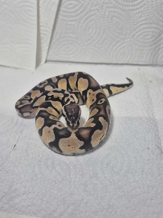 Juvenile Male pastel 100% het pied with markers