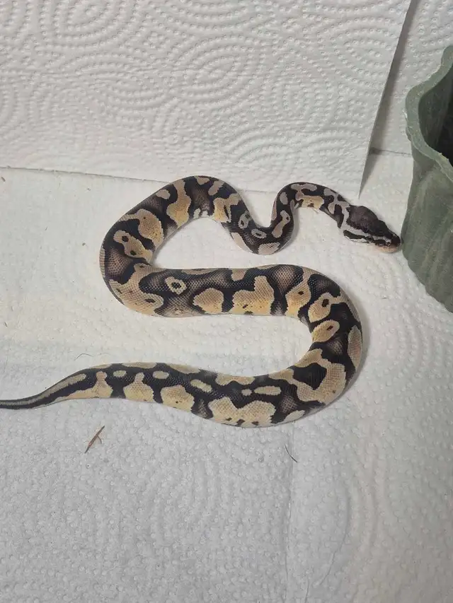 Juvenile Male pastel 100% het pied with markers - Photo 2