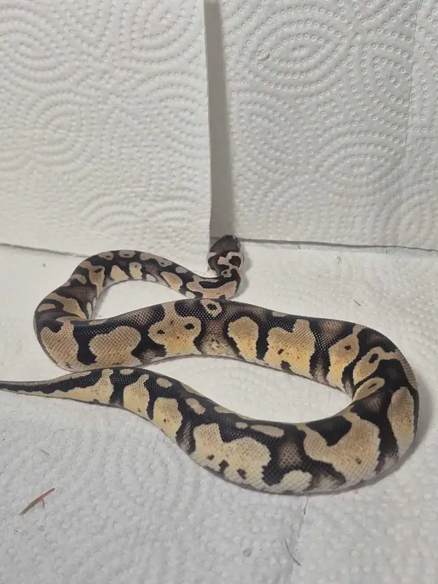 Juvenile Male pastel 100% het pied with markers - Photo 3
