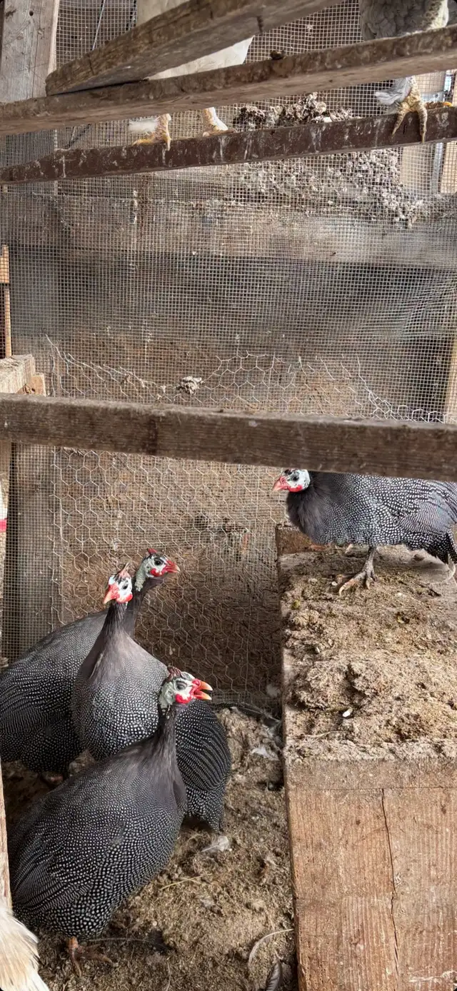 Gorgeous Guinea Fowl for sale