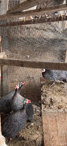 Gorgeous Guinea Fowl for sale