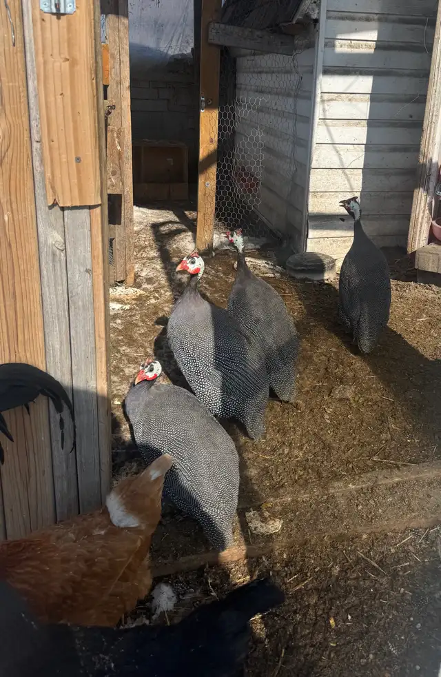 Gorgeous Guinea Fowl for sale - Photo 2