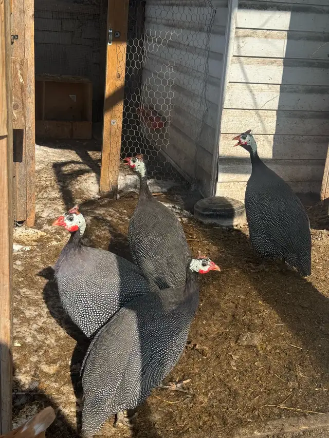 Gorgeous Guinea Fowl for sale - Photo 3