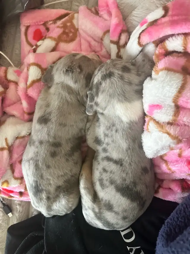 beautiful, loving pups available!