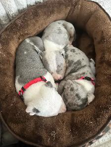 beautiful, loving pups available! - Photo 2