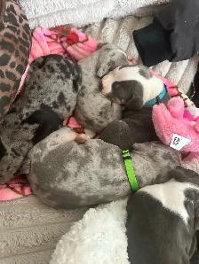 beautiful, loving pups available! - Photo 3