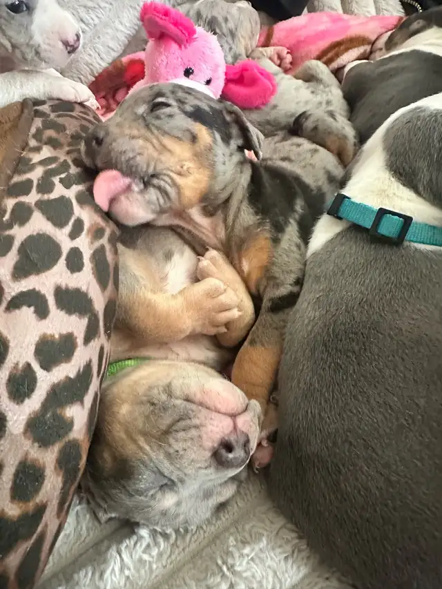 beautiful, loving pups available! - Photo 4