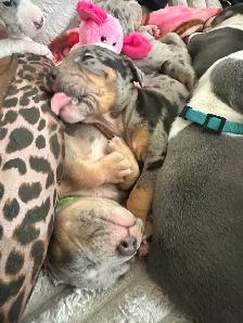 beautiful, loving pups available! - Photo 4