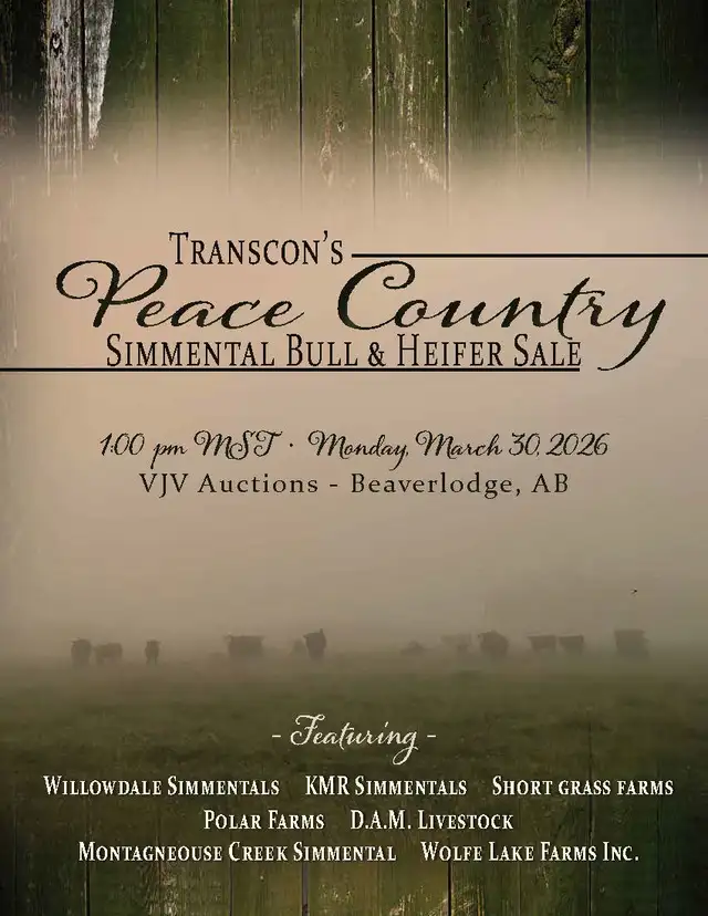 Transcon's Peace Country Simmental Bull & Heifer Sale