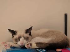 Chat à adopter - Photo 2