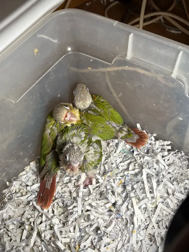 ❤️ Baby Cockatiels / Conures for sale HandFeeding ❤️ - Photo 4