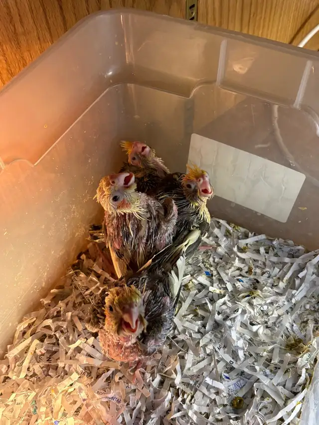 ❤️ Baby Cockatiels / Conures for sale HandFeeding ❤️ - Photo 6