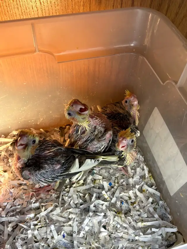 ❤️ Baby Cockatiels / Conures for sale HandFeeding ❤️ - Photo 8