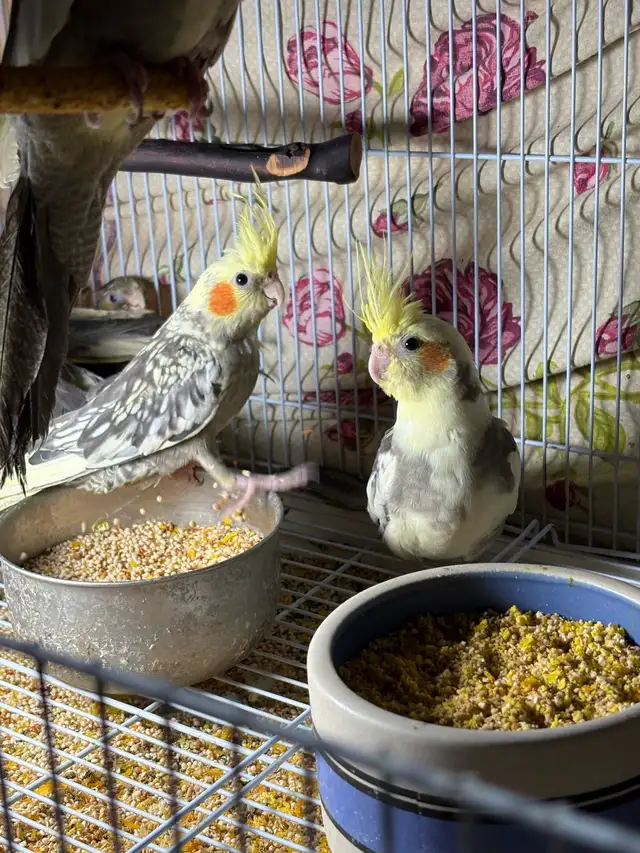 ❤️ Baby Cockatiels / Conures for sale HandFeeding ❤️ - Photo 9