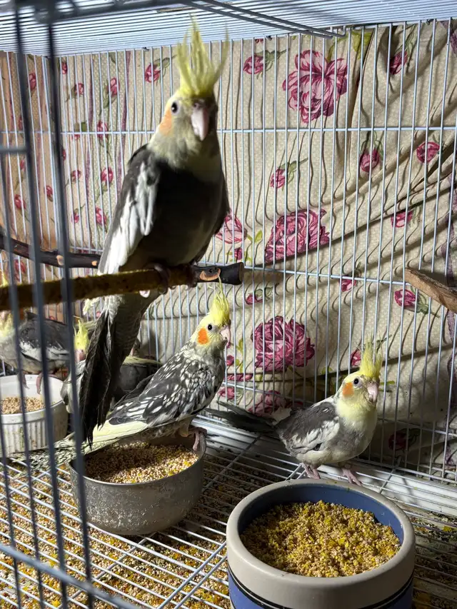 ❤️ Baby Cockatiels / Conures for sale HandFeeding ❤️ - Photo 10