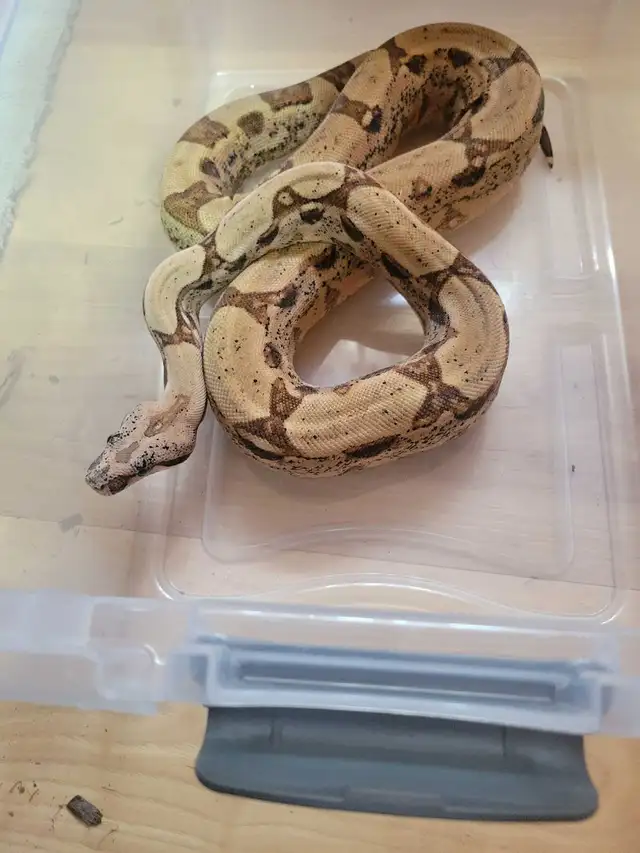 female boa