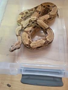 female boa