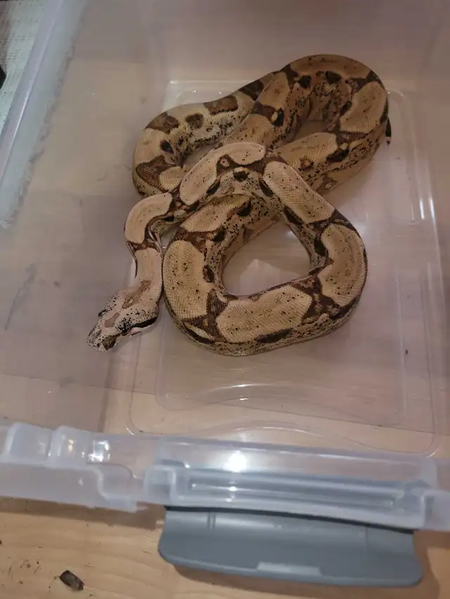 female boa - Photo 3