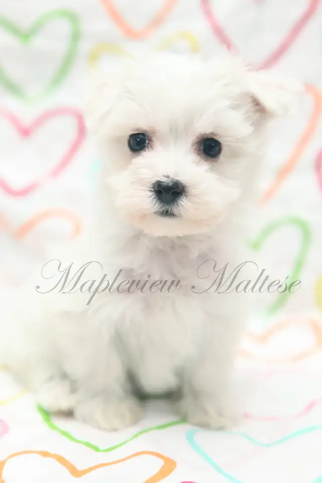 CKC Maltese Puppies Available