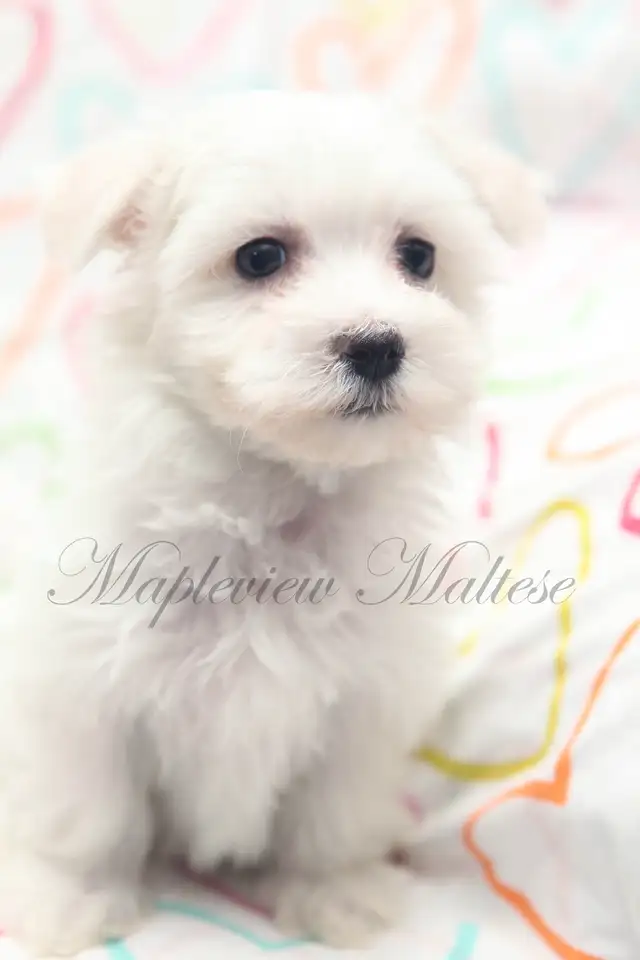 CKC Maltese Puppies Available - Photo 2