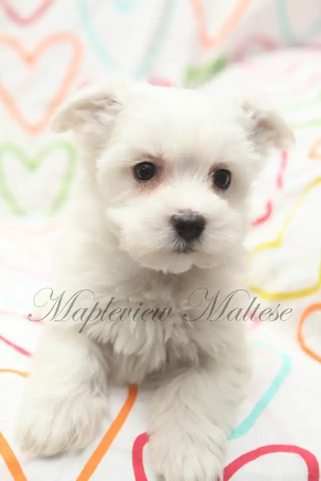 CKC Maltese Puppies Available - Photo 3
