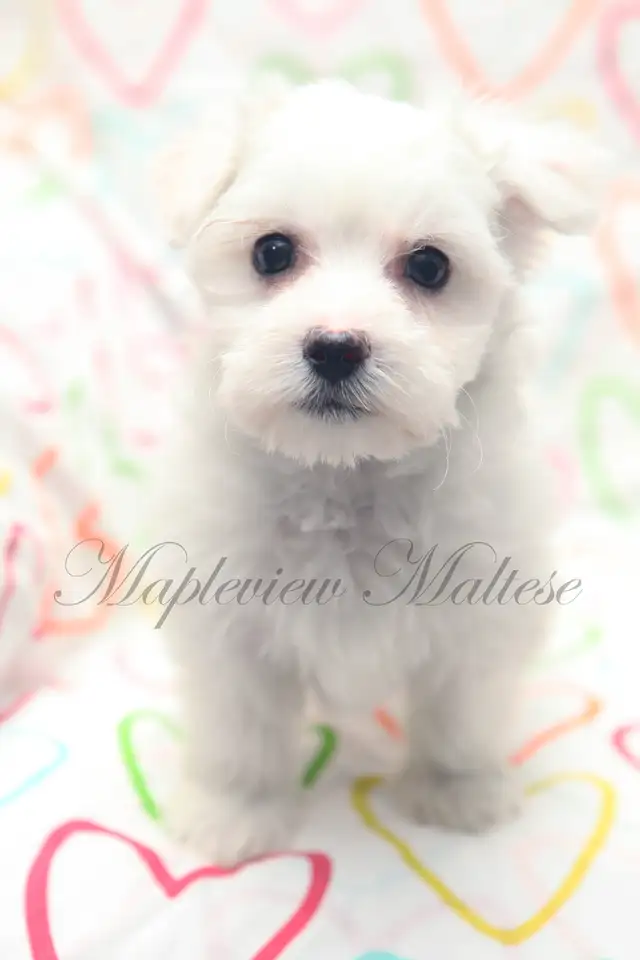 CKC Maltese Puppies Available - Photo 4