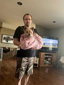 wanted Yorkie female adult