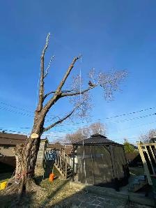 Service d'émondage / abattage / coupe d'arbres - 514-715-2726