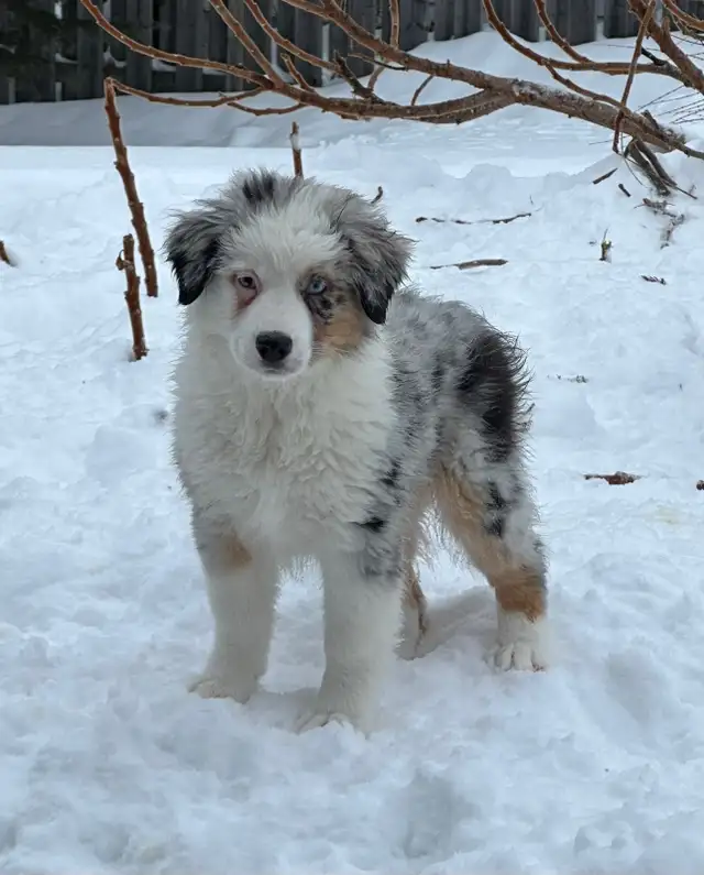 CKC Miniature American Shepherd (Mini Aussie)