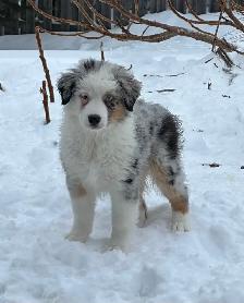 CKC Miniature American Shepherd (Mini Aussie)