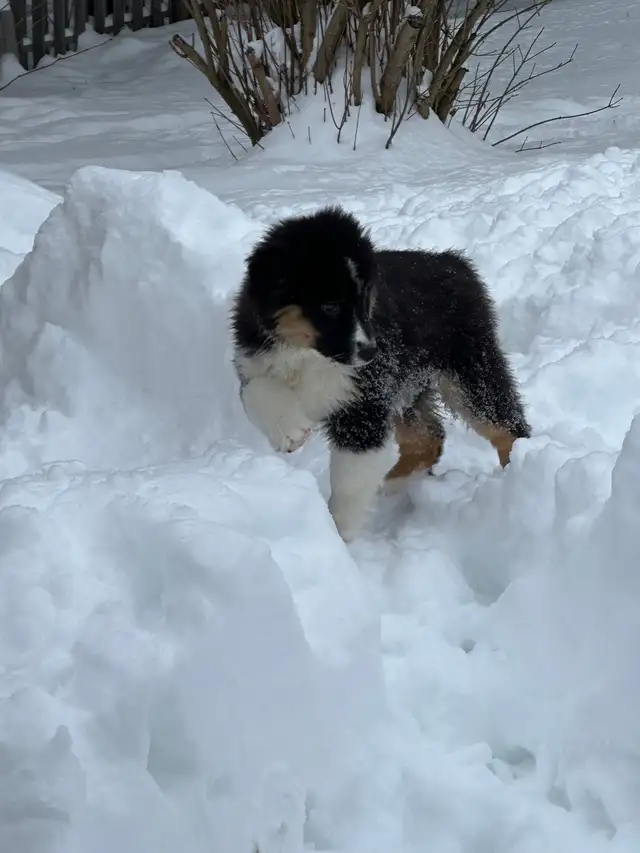 CKC Miniature American Shepherd (Mini Aussie) - Photo 4