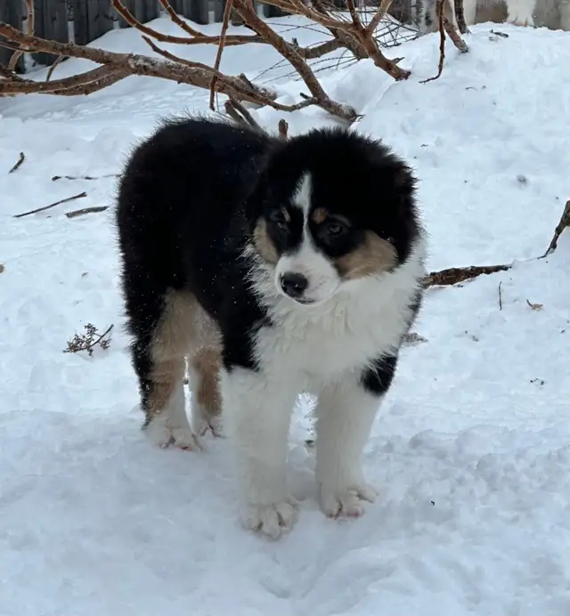 CKC Miniature American Shepherd (Mini Aussie) - Photo 5