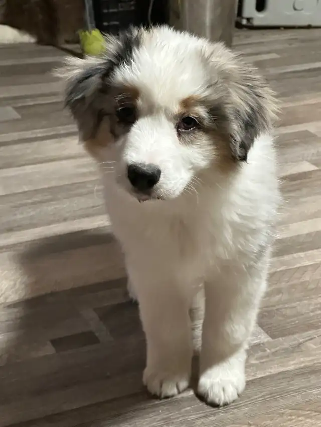 CKC Miniature American Shepherd (Mini Aussie) - Photo 6