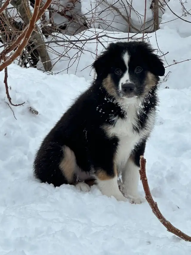 CKC Miniature American Shepherd (Mini Aussie) - Photo 7