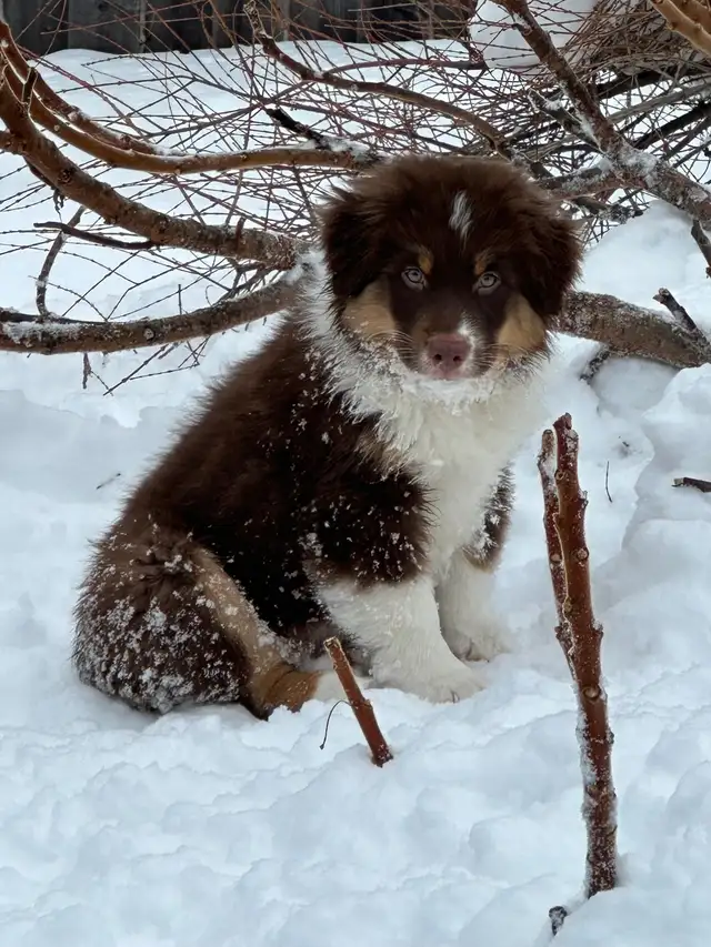 CKC Miniature American Shepherd (Mini Aussie) - Photo 8